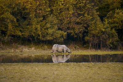 Kaziranga rhino safari, Assam