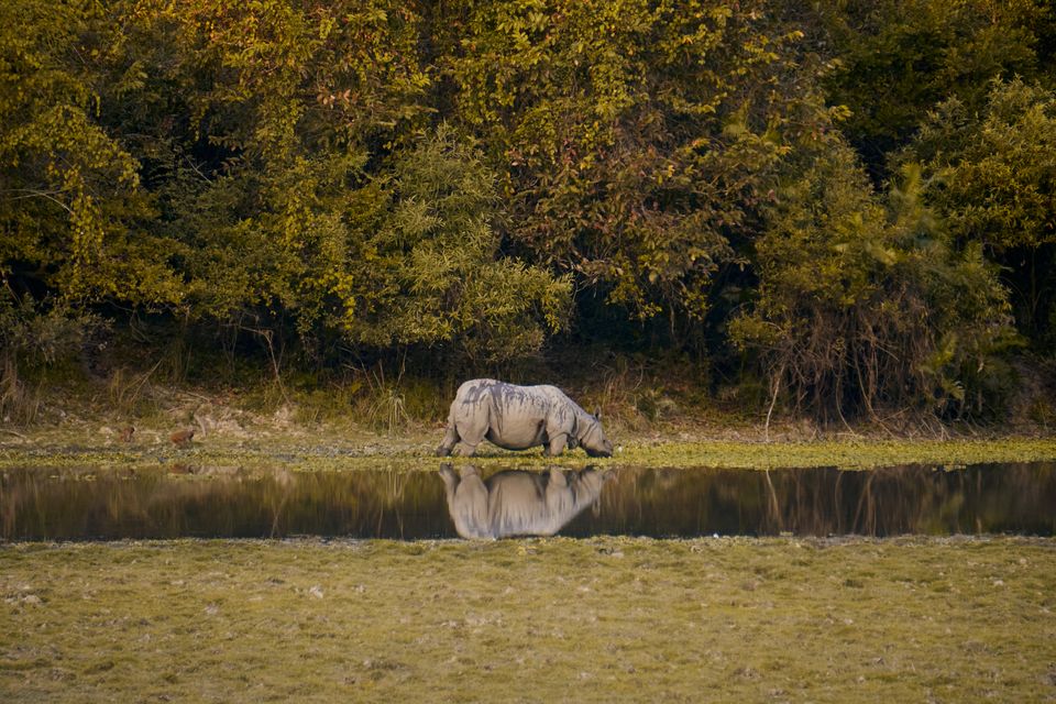 A greater one horned rhino feeding at the edge of a still pool, its reflection below and forest behind