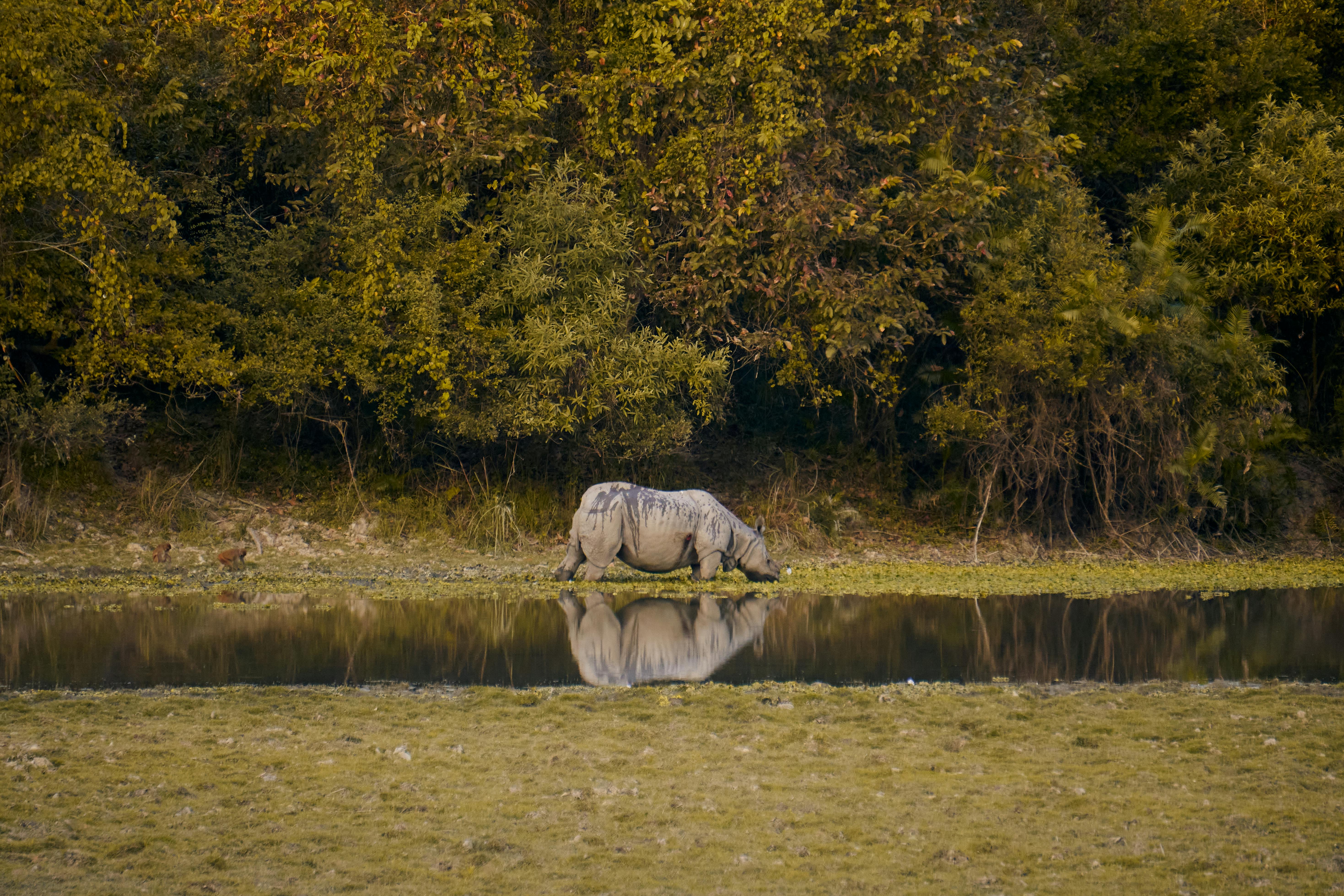 Gratuit Une scène fascinante d'un rhinocéros indien près d'un plan d'eau dans le parc national de Kaziranga, Assam. Photos
