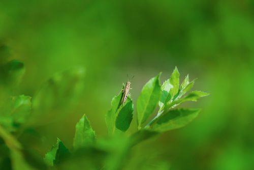 Free Close-up of a grasshopper resting on lush green leaves, captured in Cambodia's natural setting. Stock Photo