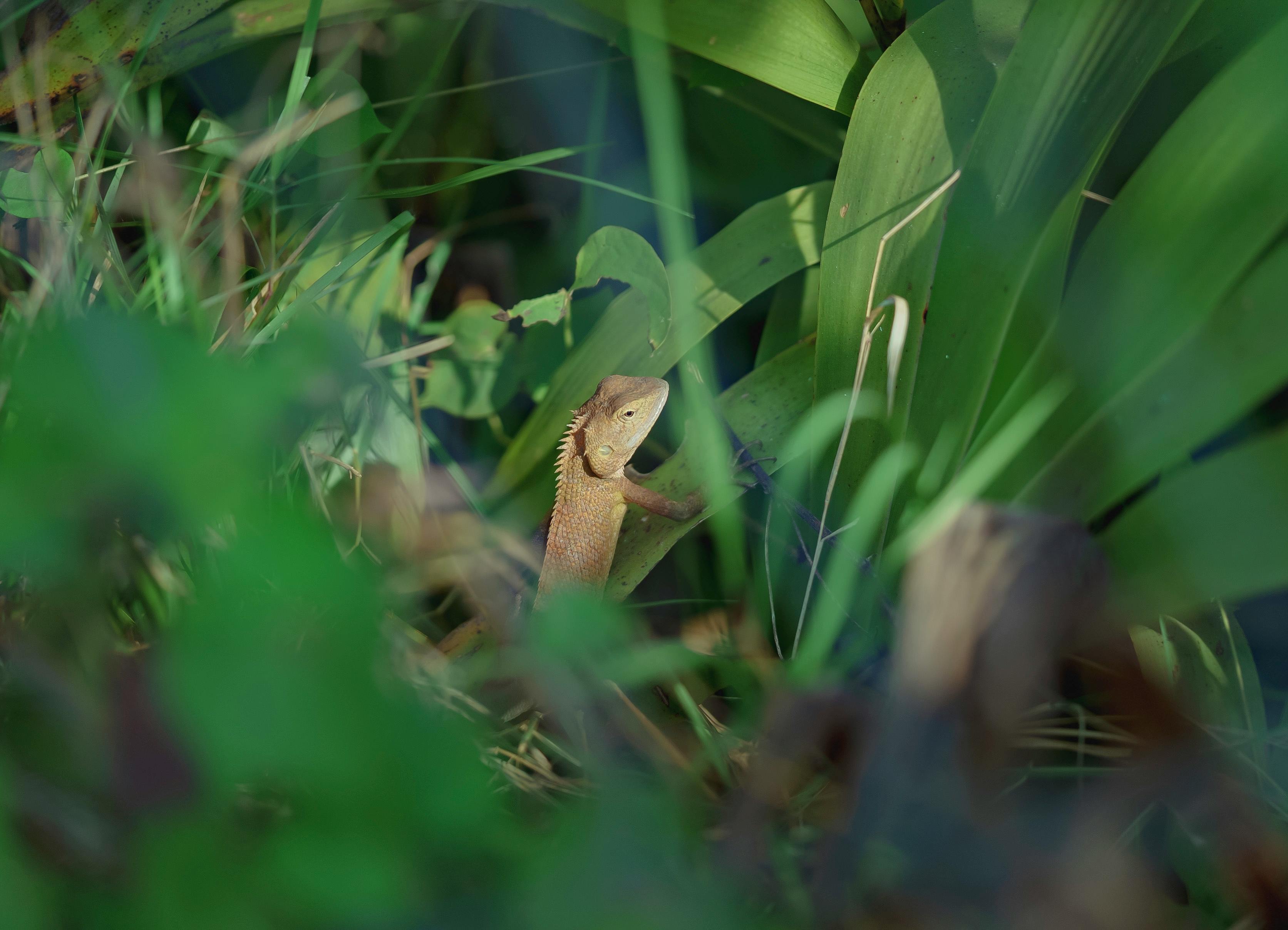 무료 캄보디아의 생기 넘치는 초록빛 잎들 사이에서 자연 서식지에 있는 도마뱀이 포착되었습니다. 스톡 사진