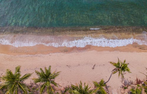 鸟瞰棕榈树在沙滩上