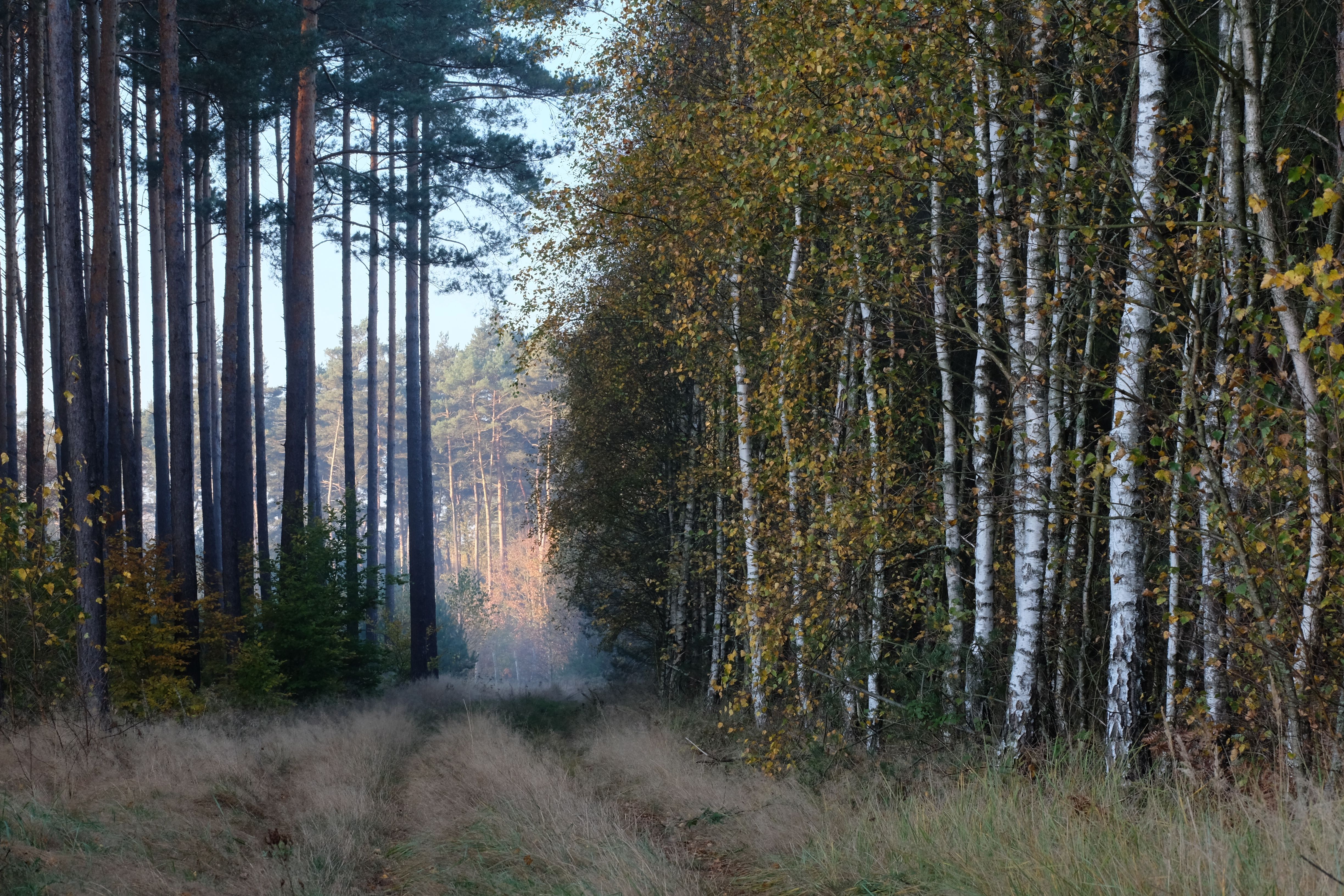 Serene Forest Pathway with Tall Birch and Pine Trees · Free Stock Photo
