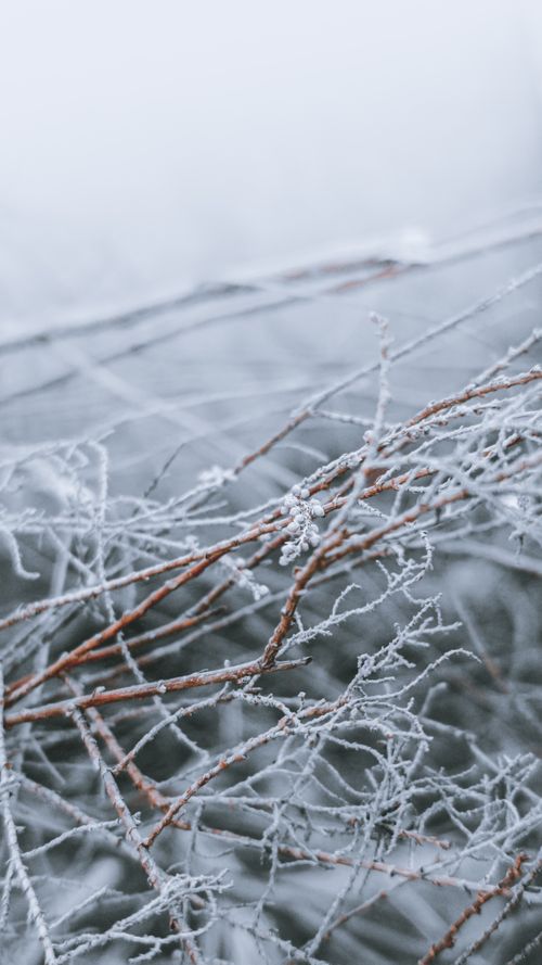 Free Close-up of frost-covered branches in a serene winter landscape. Stock Photo