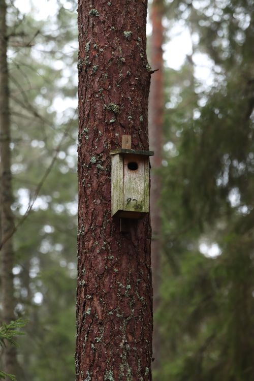 Free A rustic birdhouse nestled on a tree in the serene Scandinavian forest scenery. Stock Photo