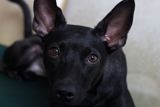 Captivating close-up of a black dog with alert ears, showcasing its vivid expression.