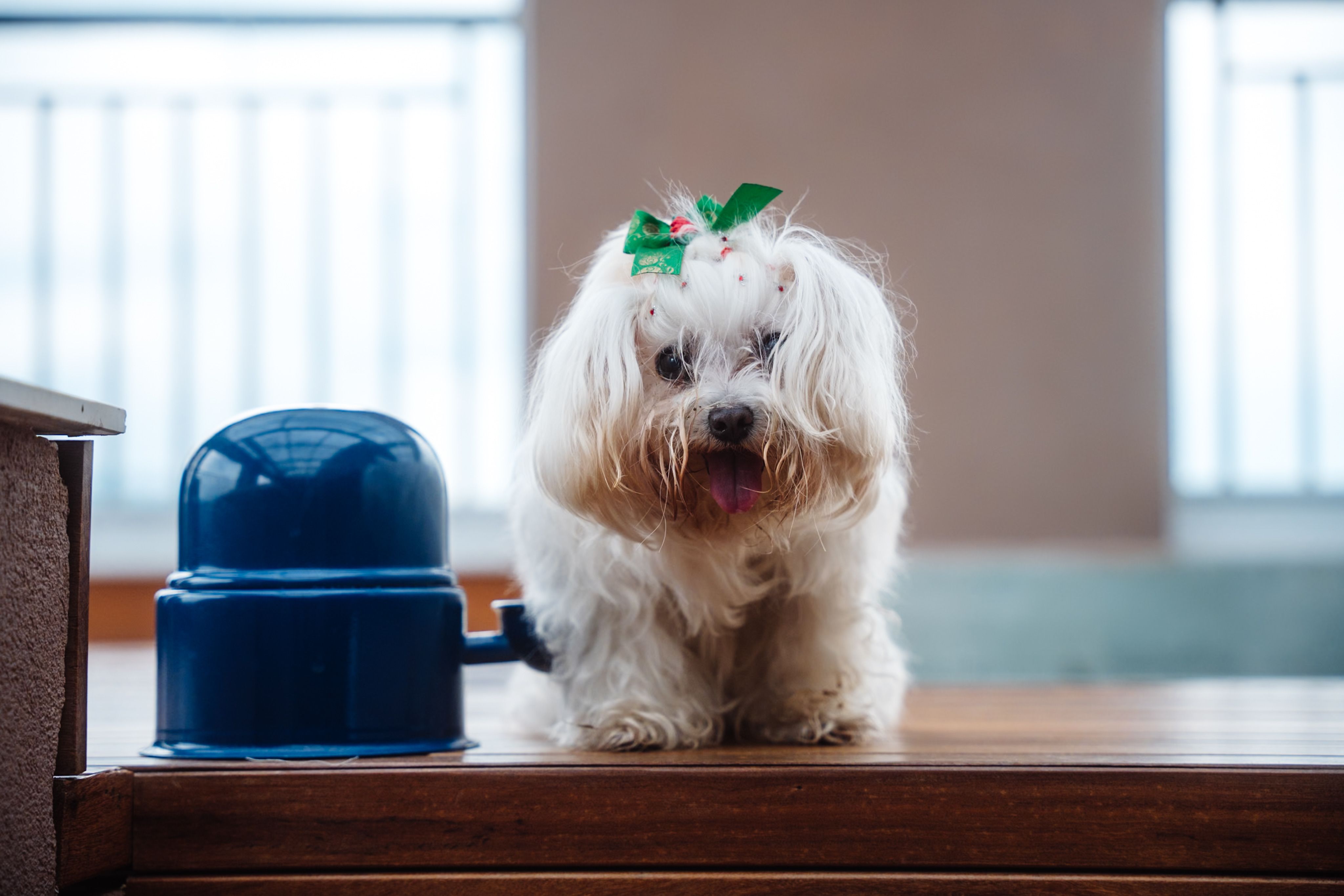 A cute Maltese dog indoors, adorned with a green bow, beside a blue feeding bowl.