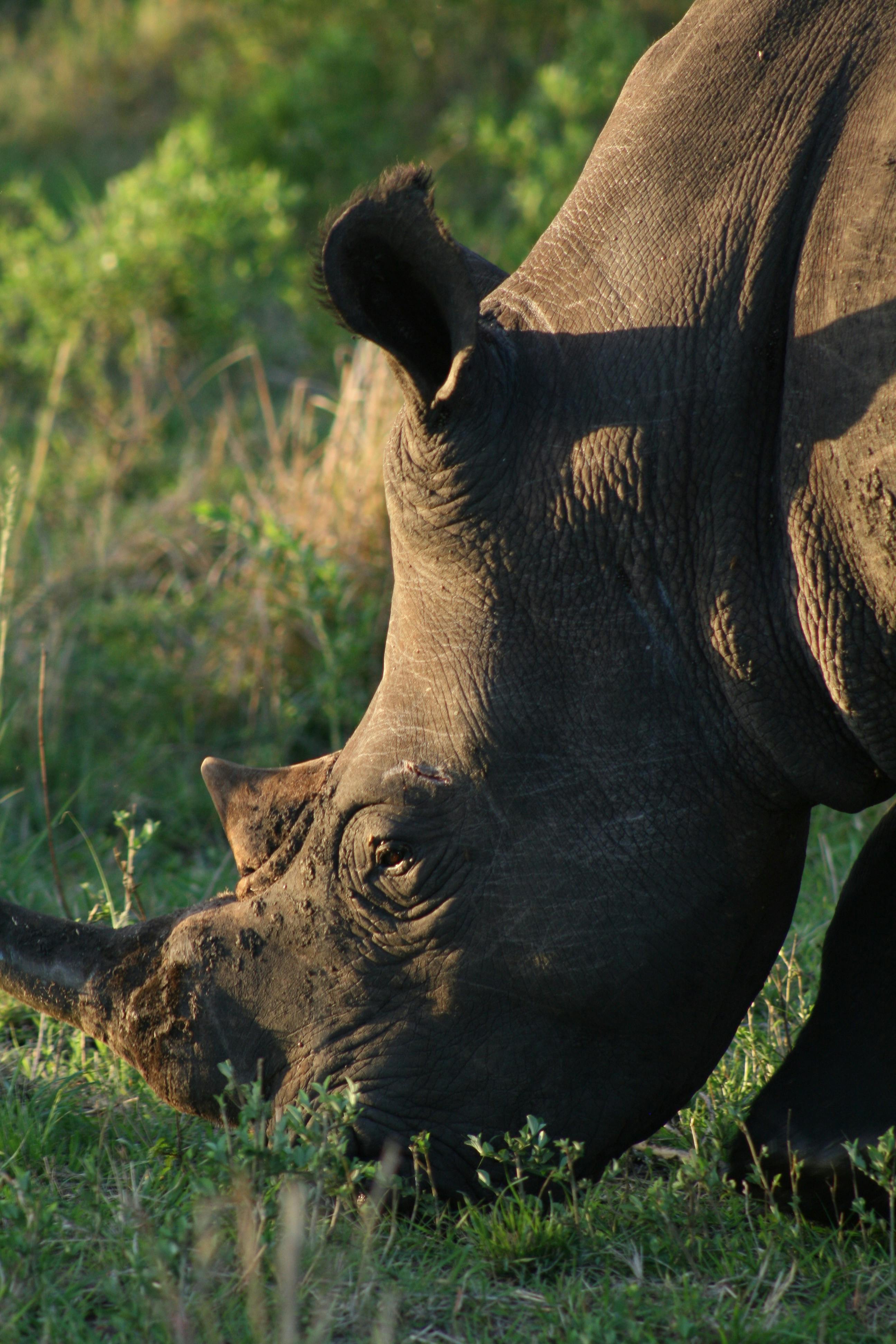 grátis Um close detalhado de um rinoceronte pastando em uma vegetação exuberante ao ar livre. Foto profissional