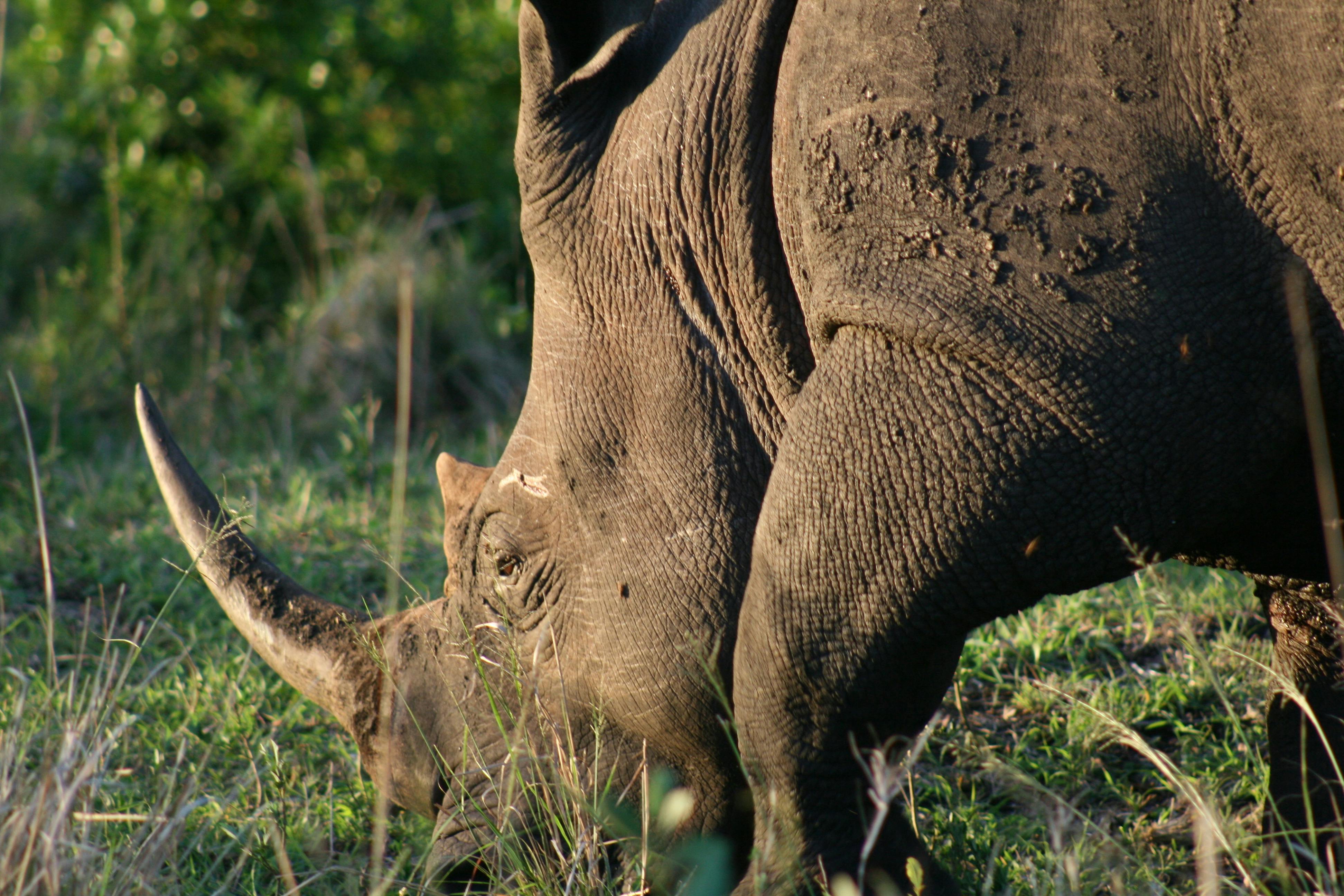 Black Rhino Tracking — Damaraland