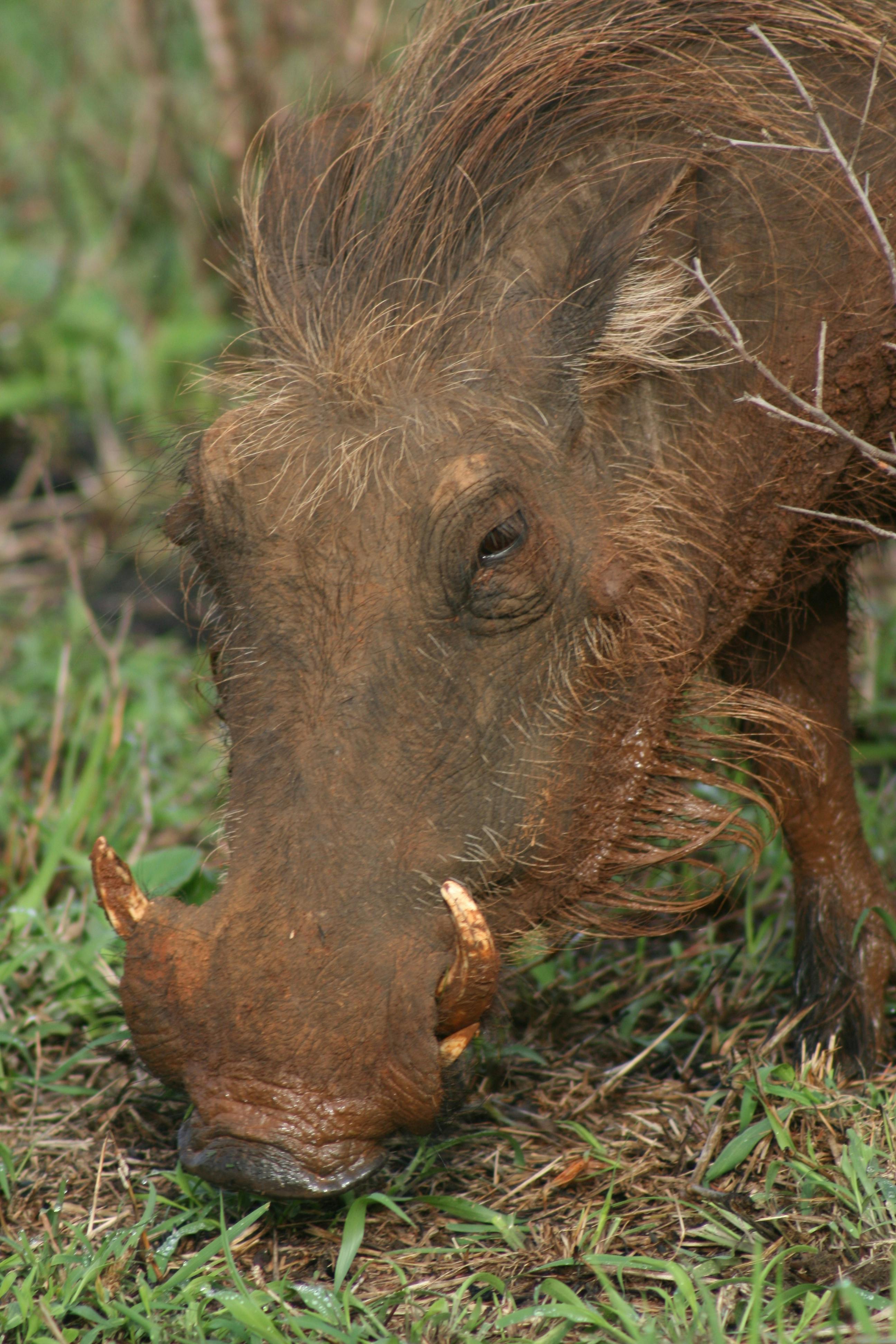 grátis Foto profissional grátis de África, animais selvagens, animal Foto profissional