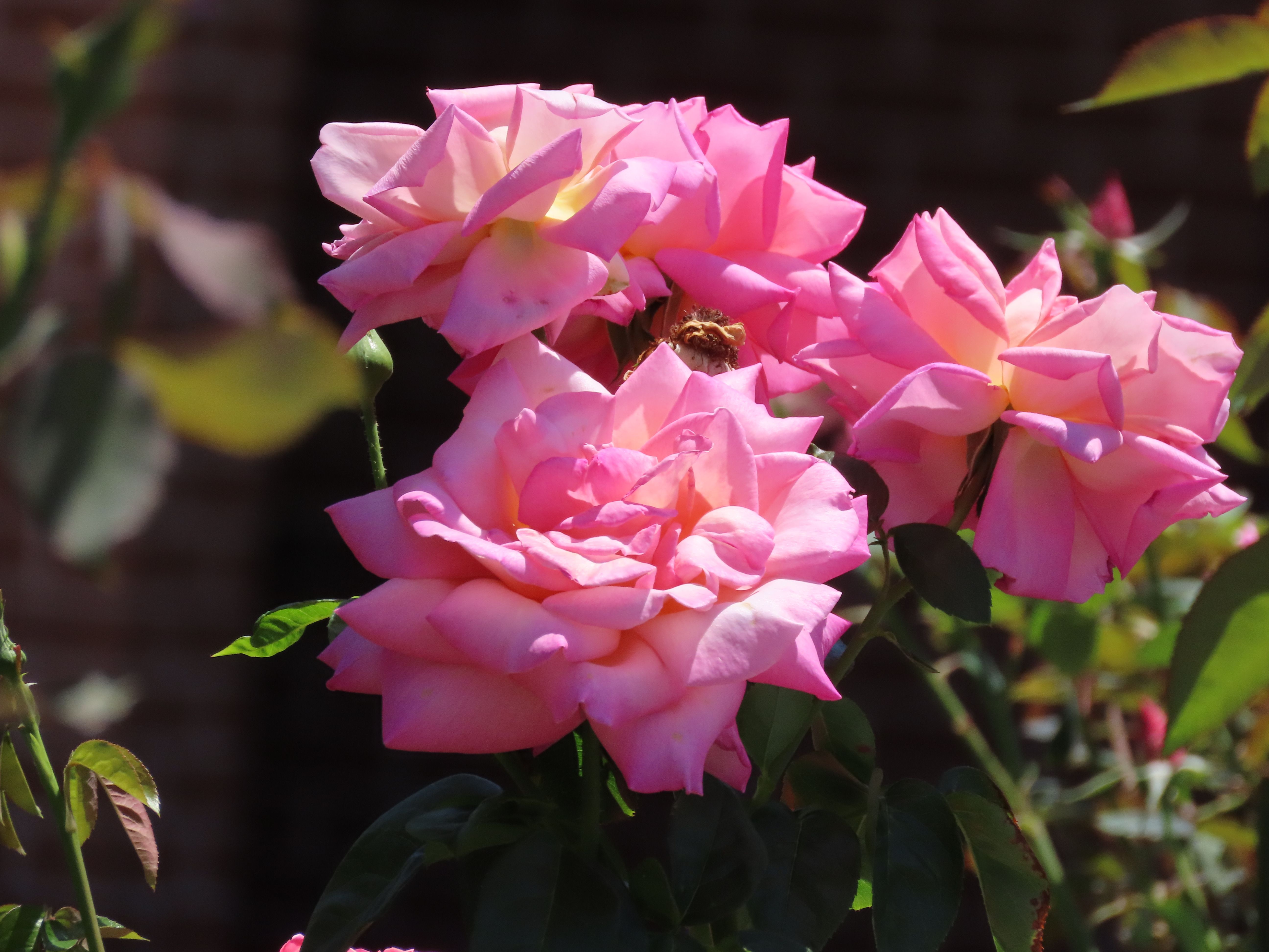 Beautiful Pink Roses in Full Bloom Outdoors · Free Stock Photo