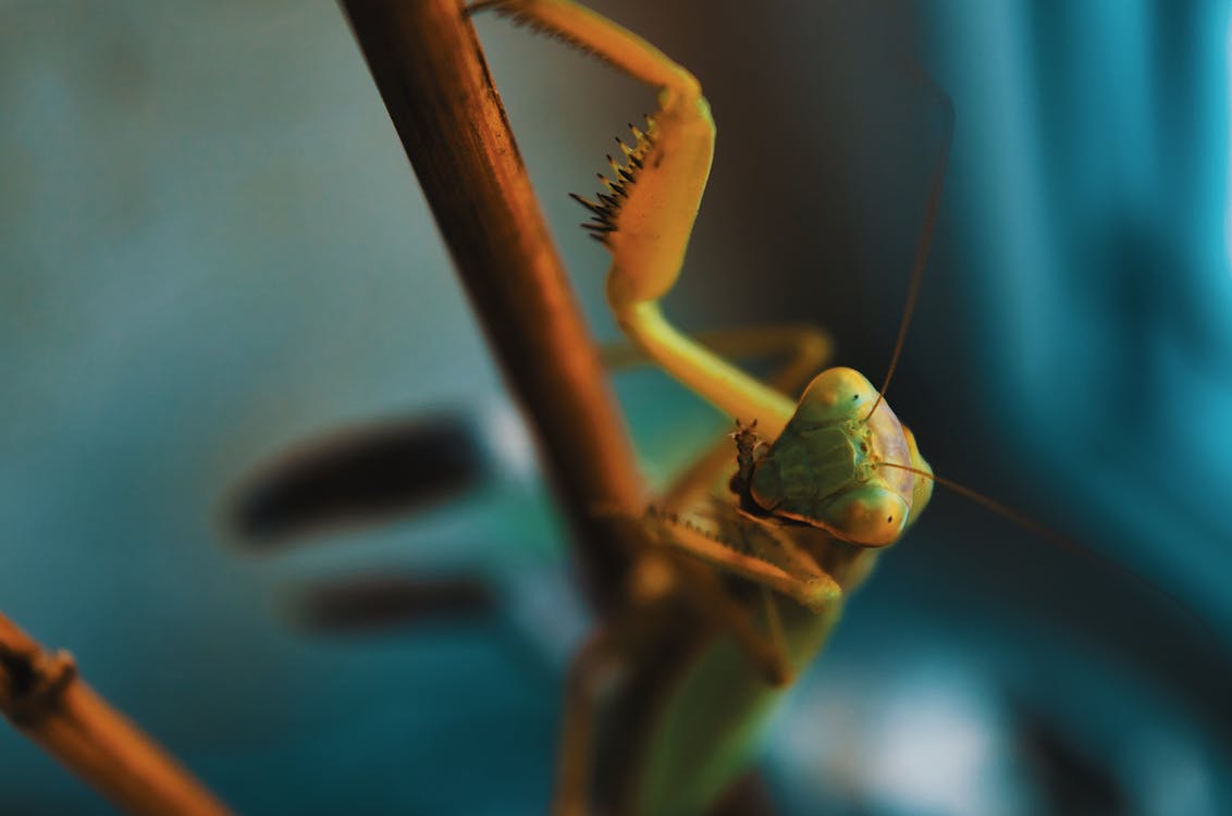 a green praying mantis