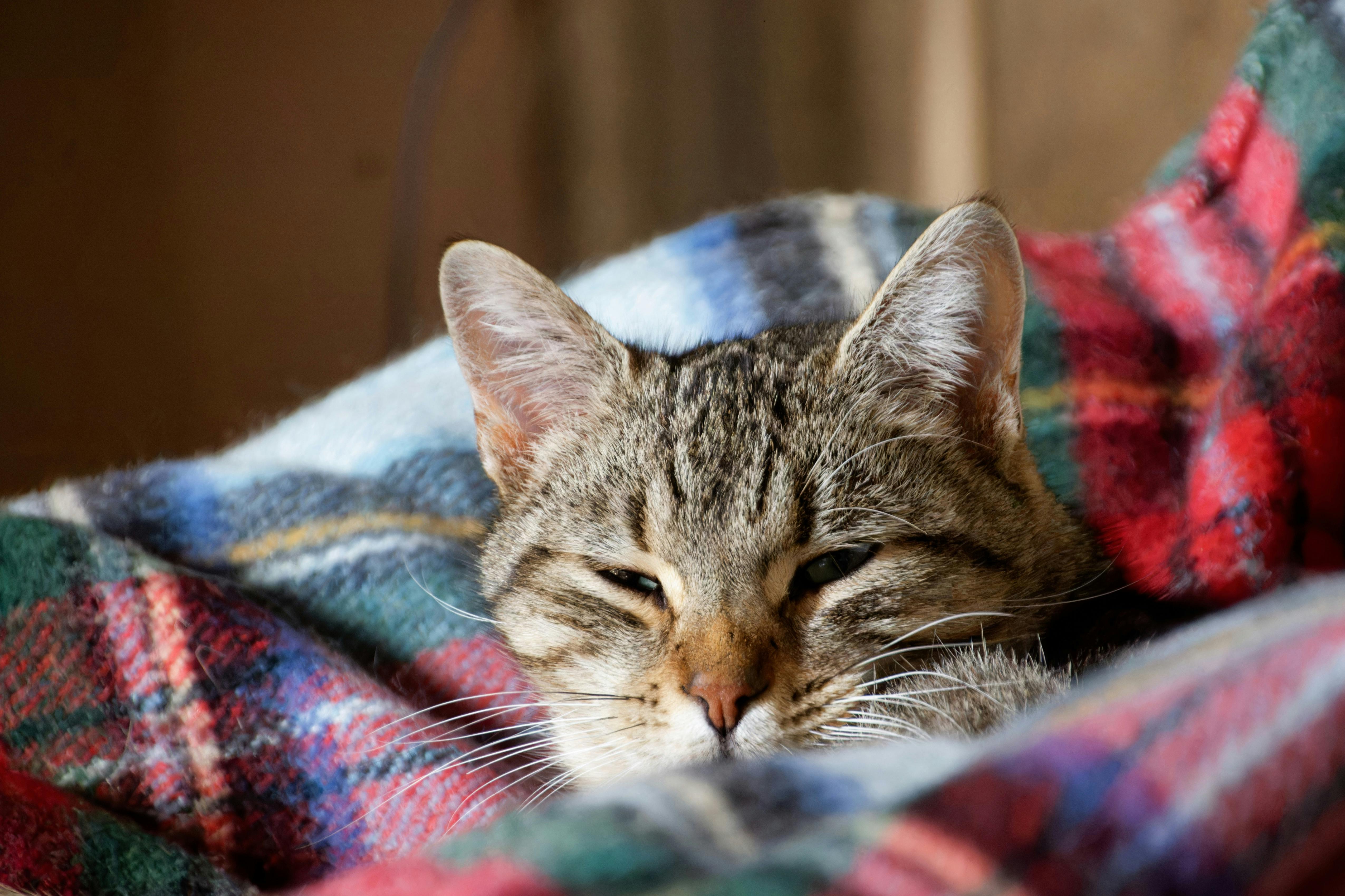 tell cat sick signs lethargy eating vet tips