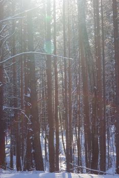 Sunlit winter forest with snow-covered trees and a serene atmosphere.