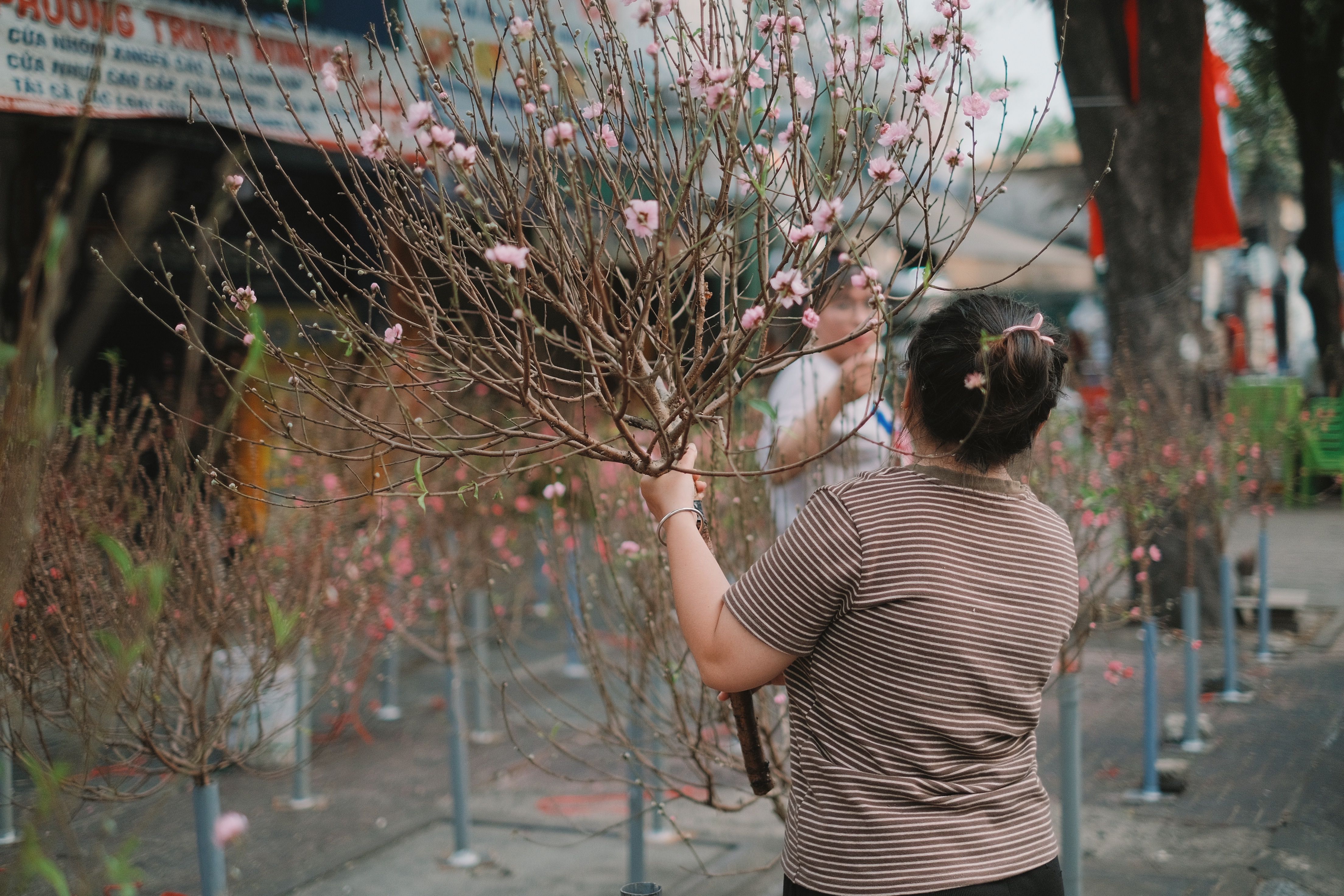 Vietnamese seasonal flowers: woman holding peach blossom branch during Tet spring celebration — cultural vibe.