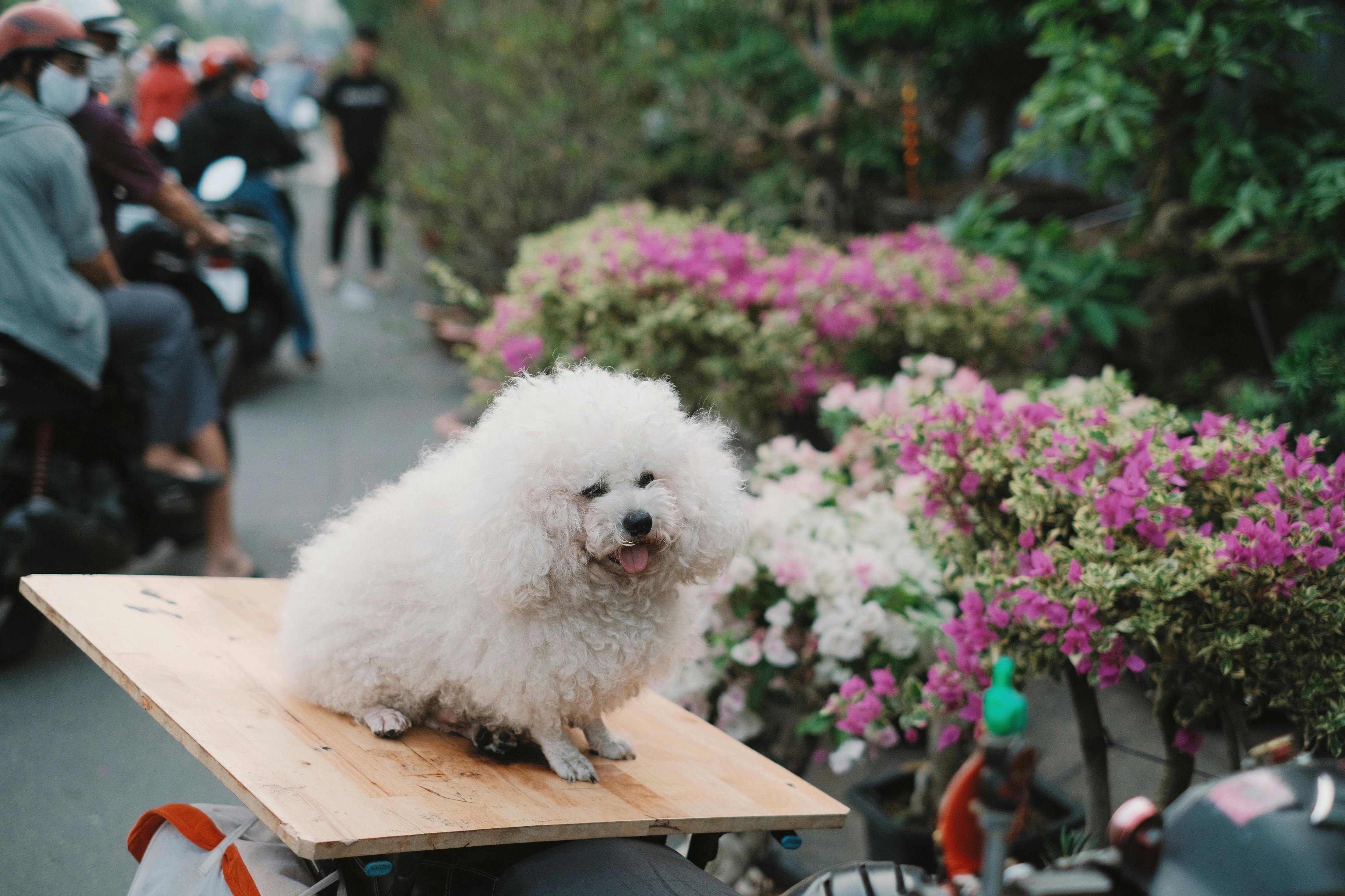Pet Insurance Market to Accelerate as Veterinary Cost Pressure, — Photo by Pew Nguyen on Pexels