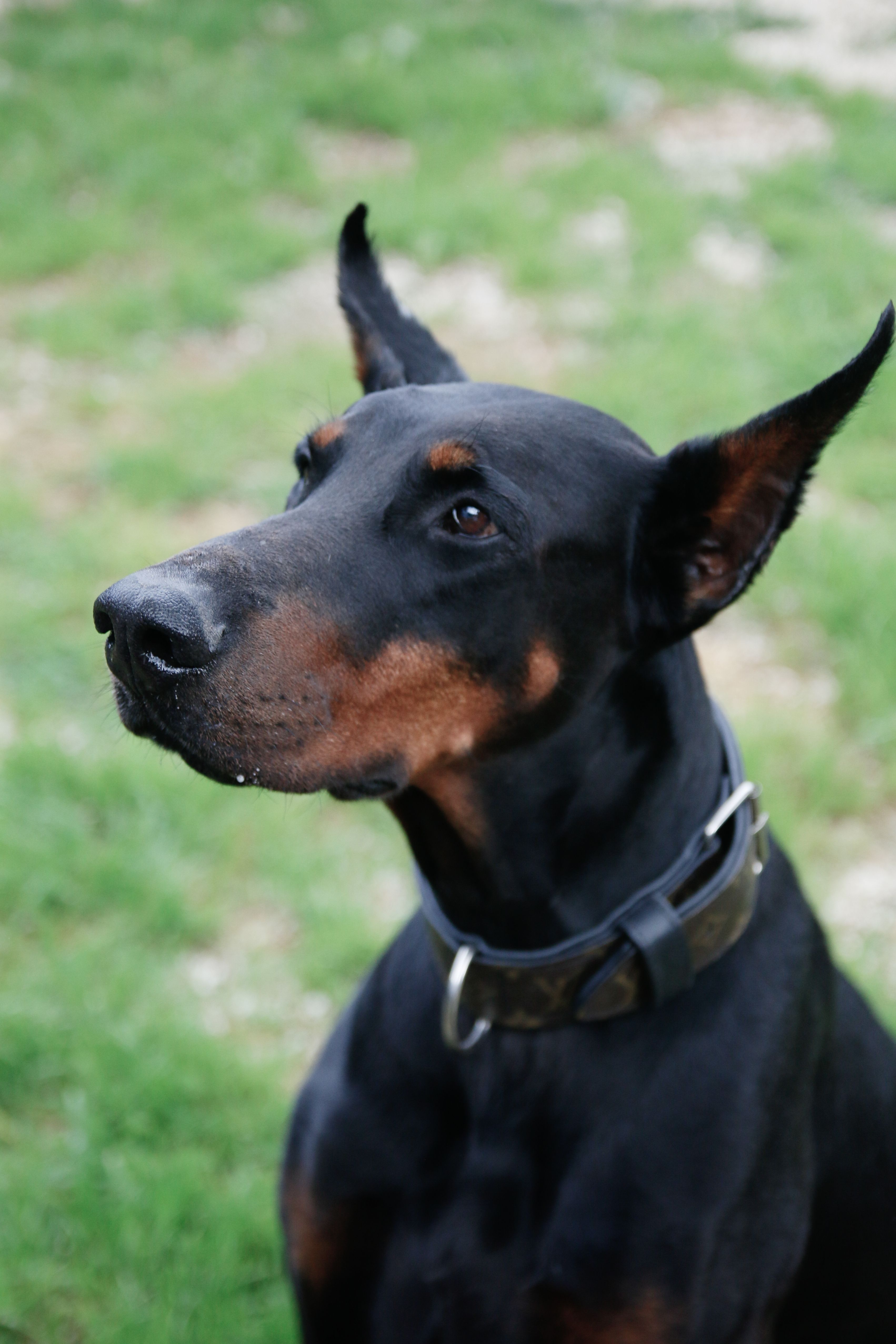 Majestic Doberman Pinscher in a Green Field · Free Stock Photo