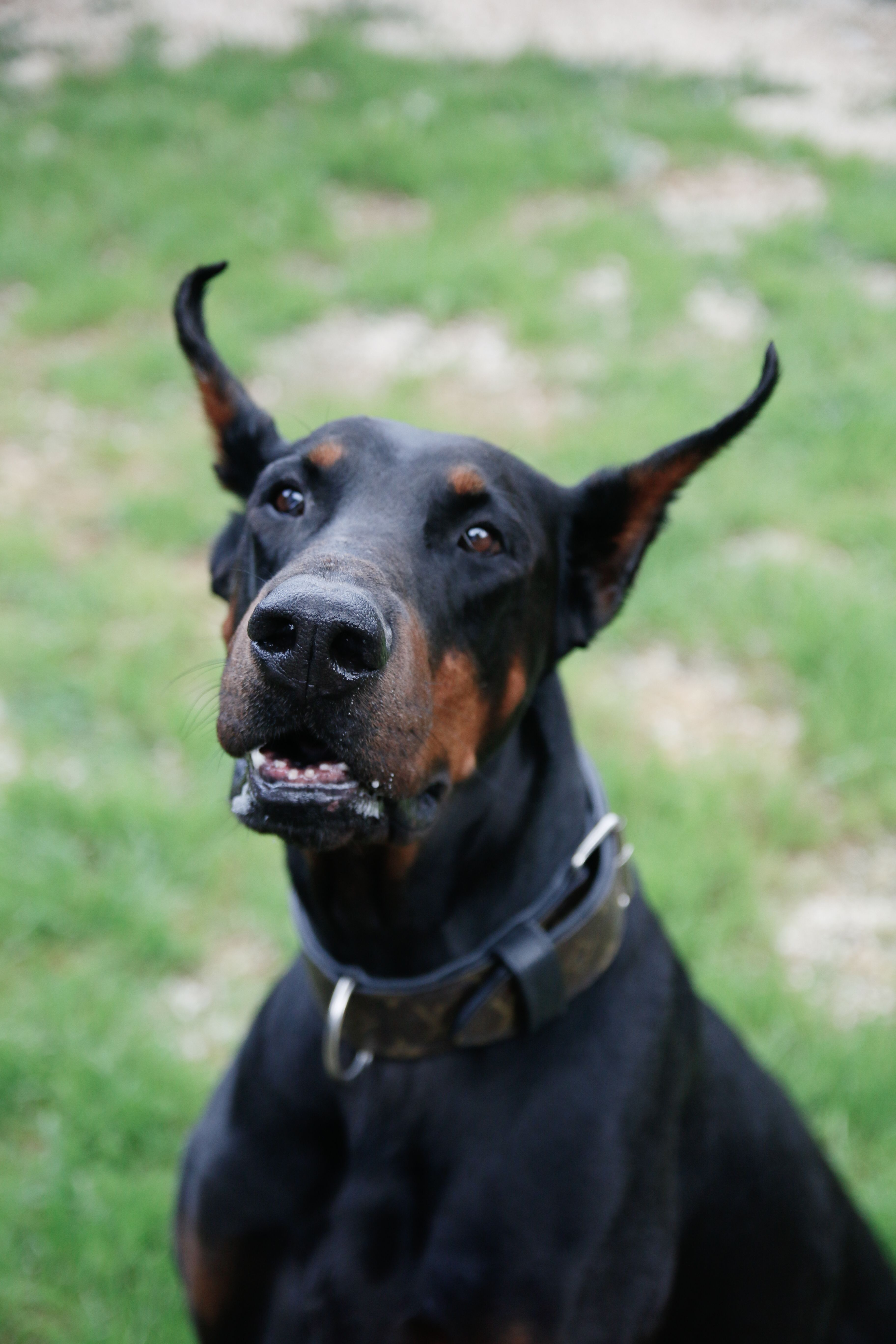 Alert Doberman Pinscher in a Green Field · Free Stock Photo