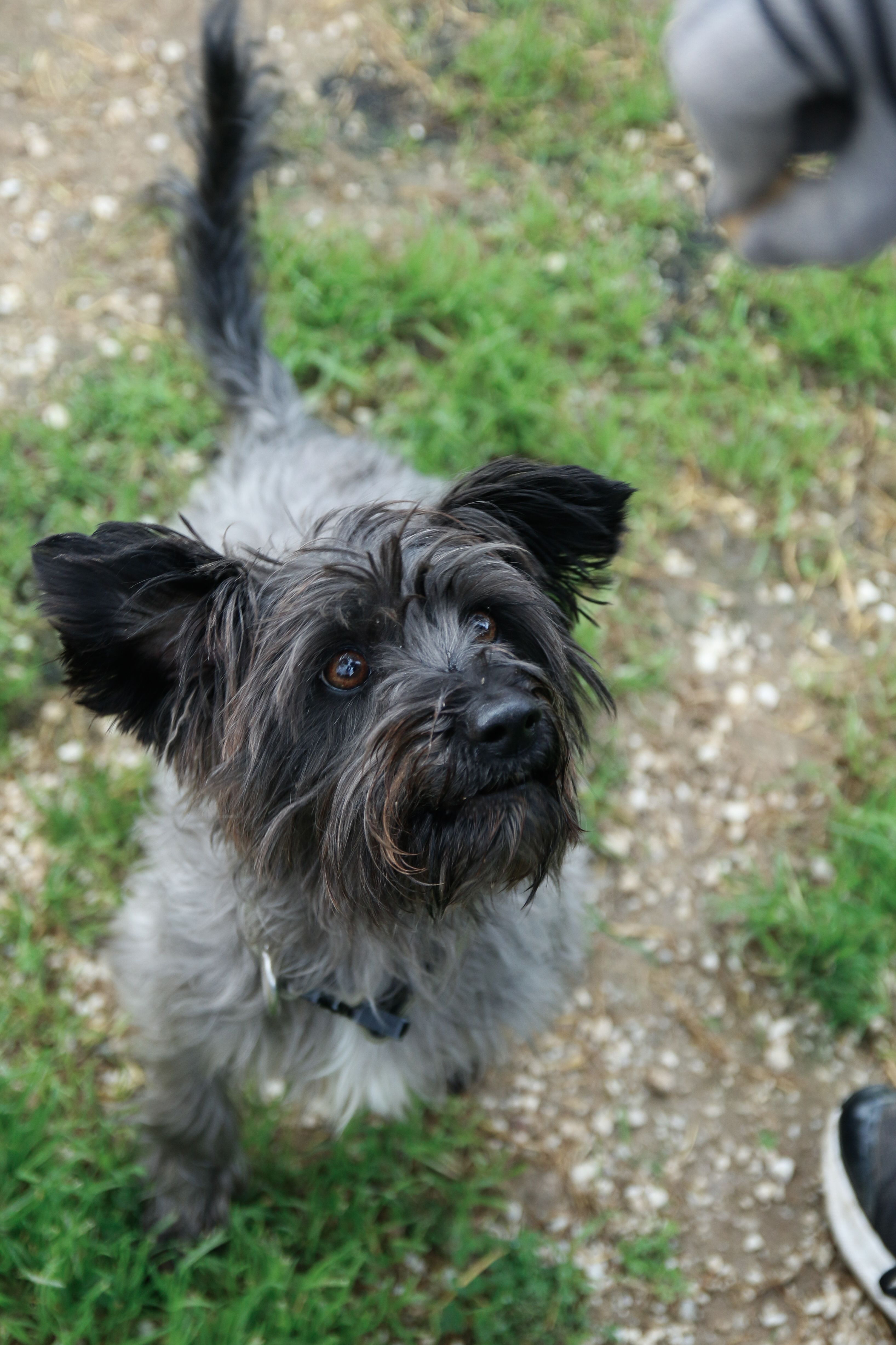 Black terrier dog with fluffy fur looking up expectedly outdoors on grass.