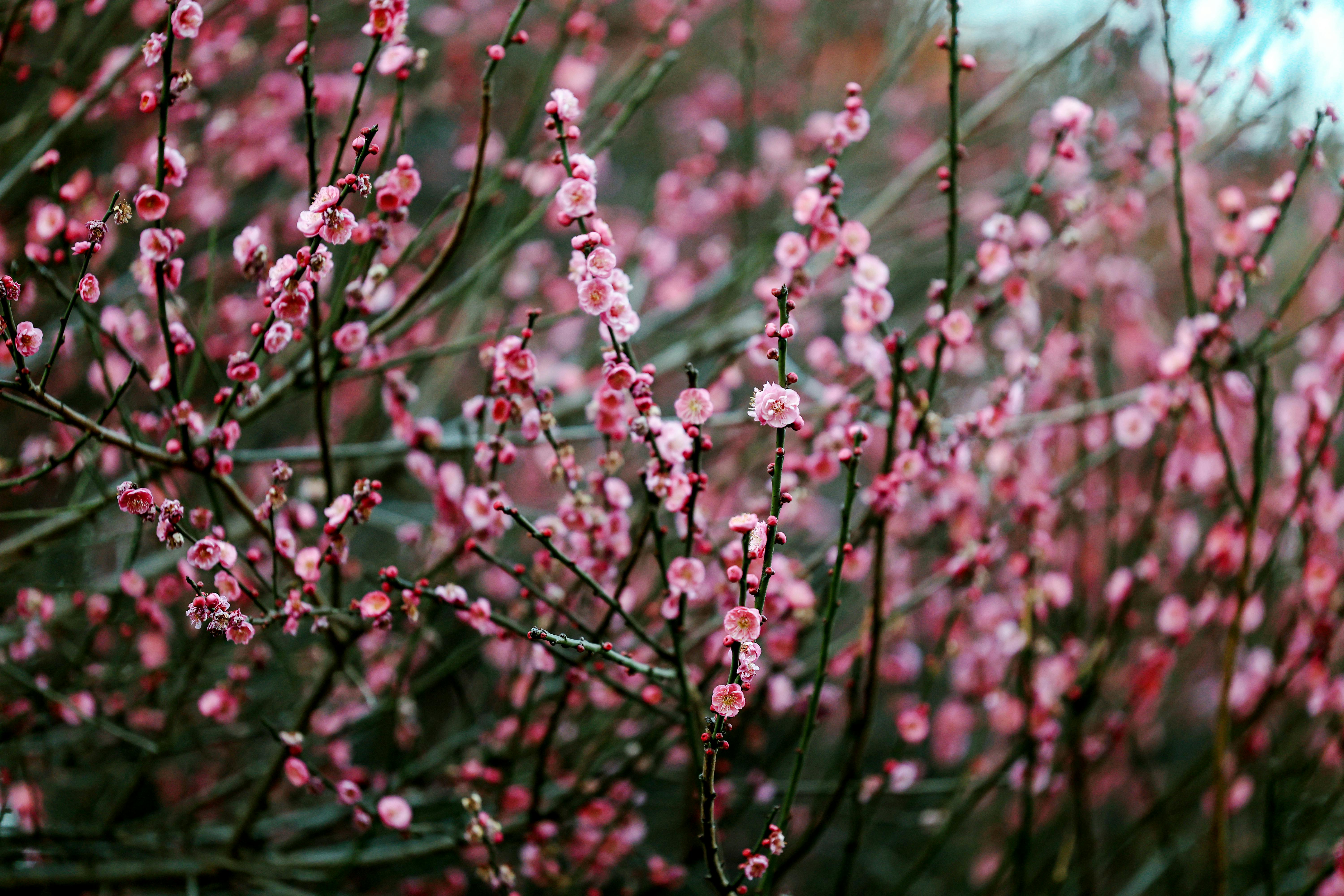 Exploring Seasonal Themes: How to Decorate Your Planner with Starlit Sakura Kits for a Refreshing Spring Setup