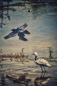 A peaceful scene capturing an egret and crow interacting over a serene wetland, with reflections in the water.