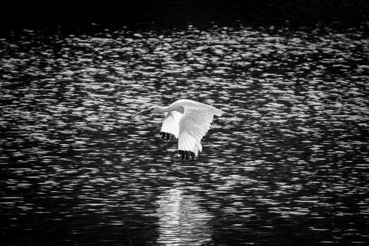 A graceful egret captured in flight over shimmering water in black and white.
