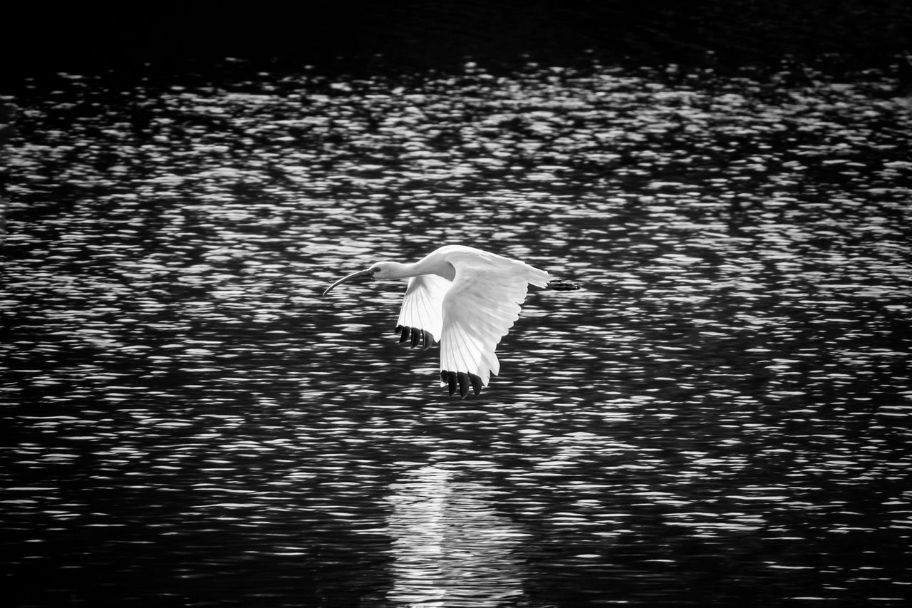 a graceful egret captured in flight over shimmering water in black and