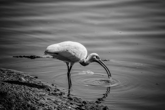Elegant black and white image of an ibis searching for food in shallow water.