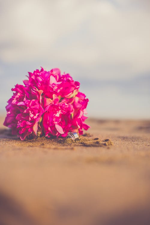 Pembe Petaled çiçeklerin Makro Fotoğrafçılığı