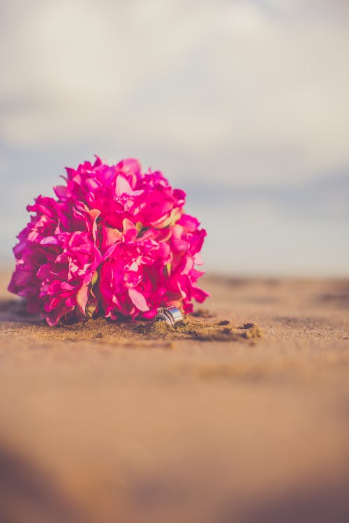 Macro Photography of Pink Petaled Flowers