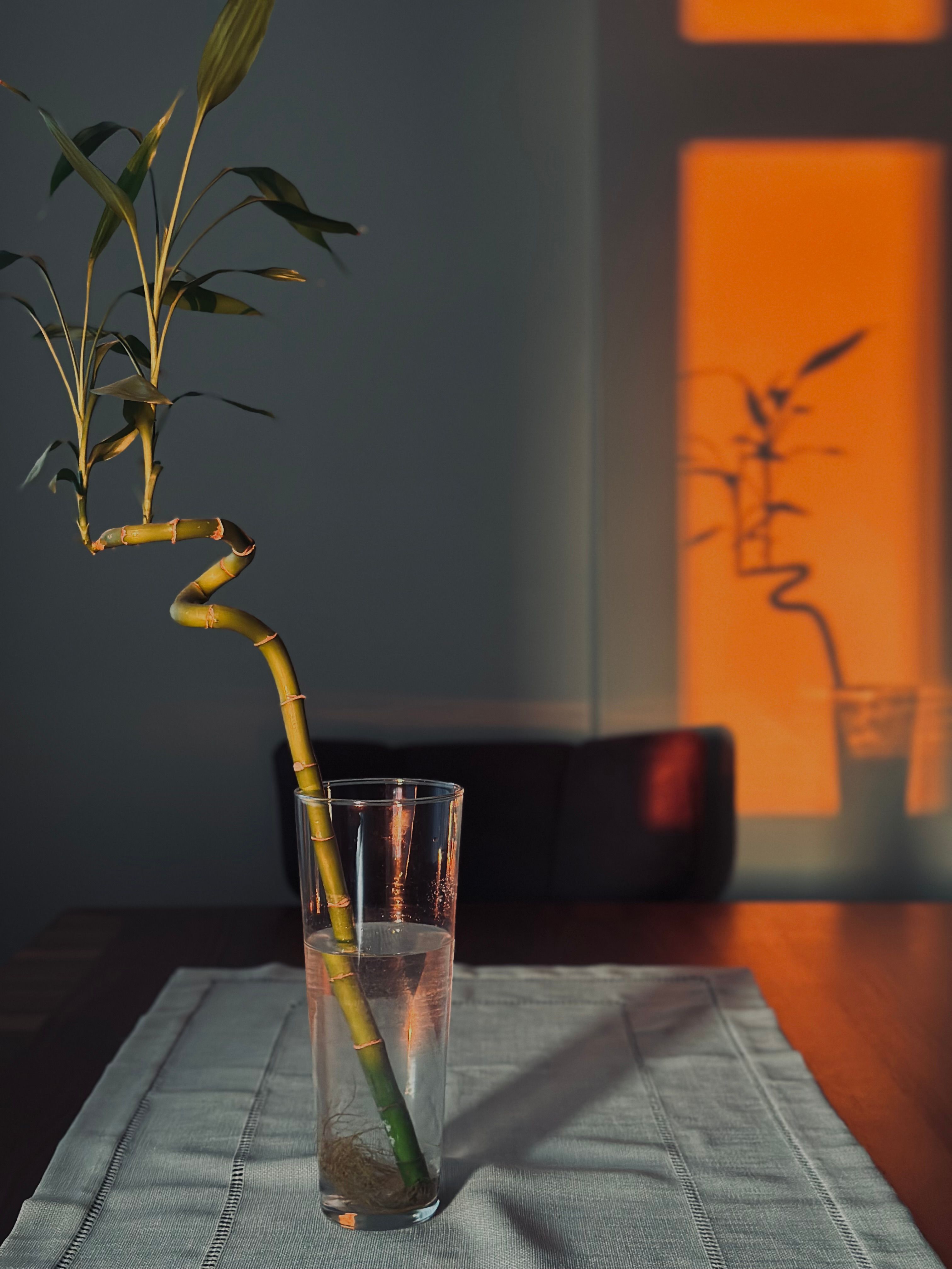 lucky bamboo in glass vase