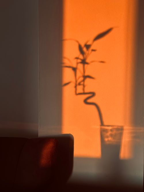 Free Silhouette of a potted plant casting a shadow on an orange wall during sunset. Stock Photo