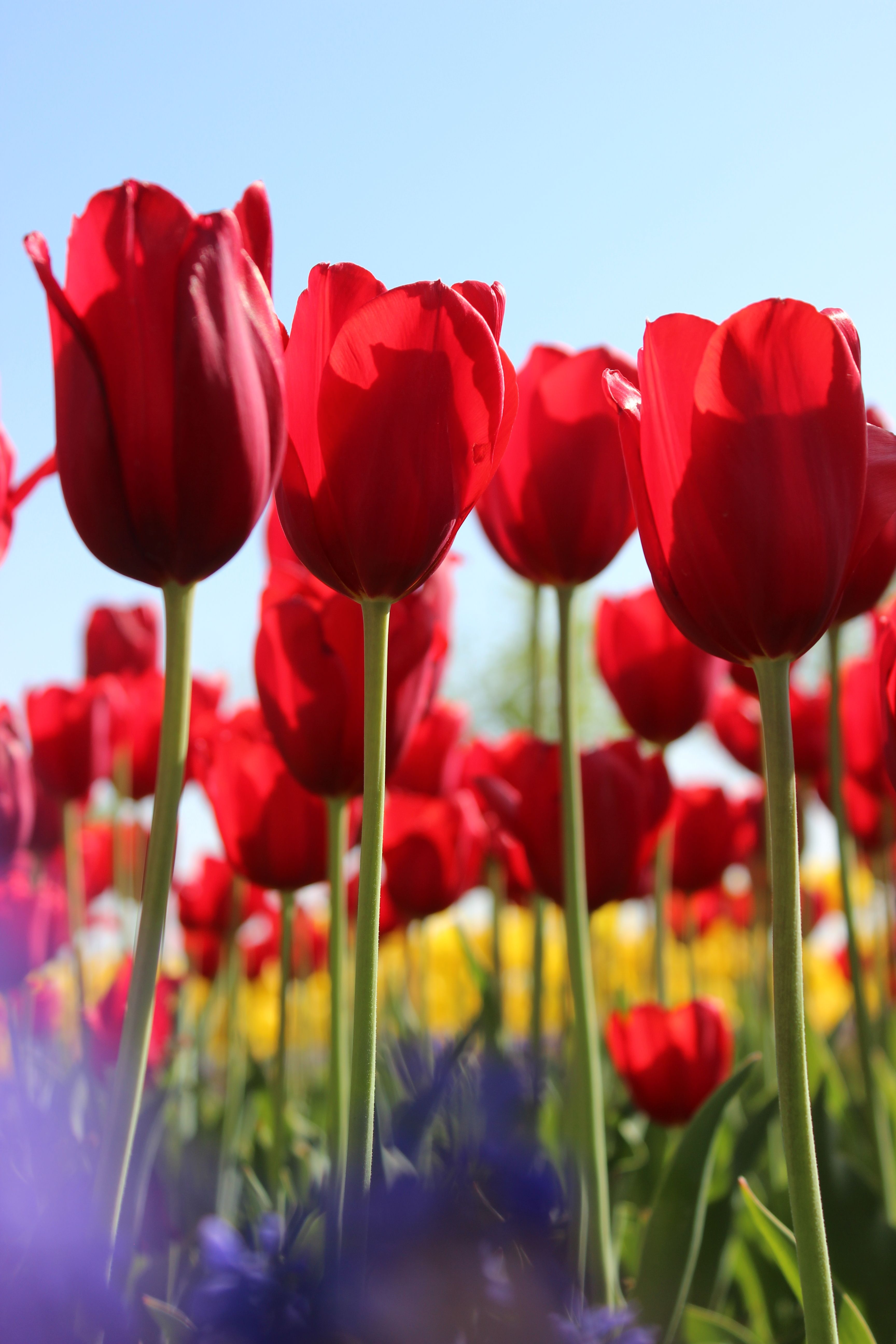 Vibrant Red Tulips in Bloom in Turkish Garden · Free Stock Photo