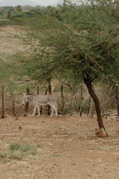 A serene rural scene featuring a donkey in Paulista, Paraíba, against a rustic backdrop.