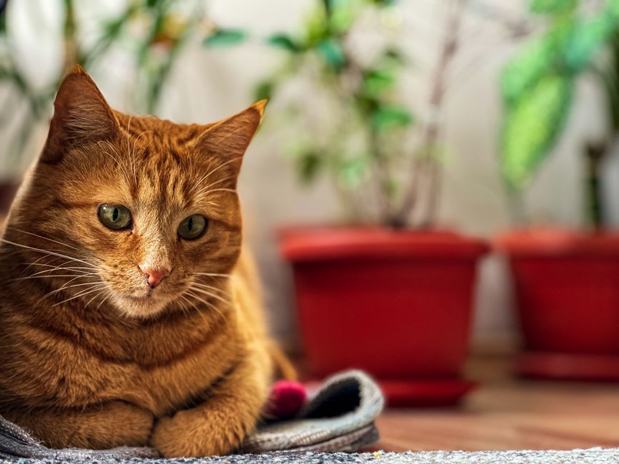 14 Popular Indoor Plants That Are Toxic to Cats — illustration 3