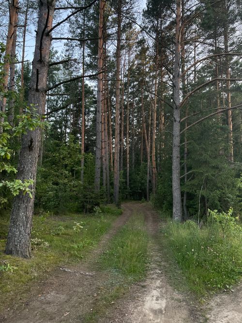 Free Explore this tranquil forest pathway surrounded by tall trees in a serene, lush setting. Stock Photo