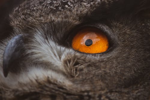 フクロウの目とくちばしのクローズアップ写真