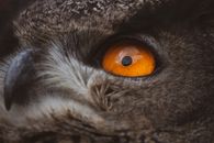 猫头鹰生动的橙色眼睛特写镜头，捕捉了它羽毛的复杂细节