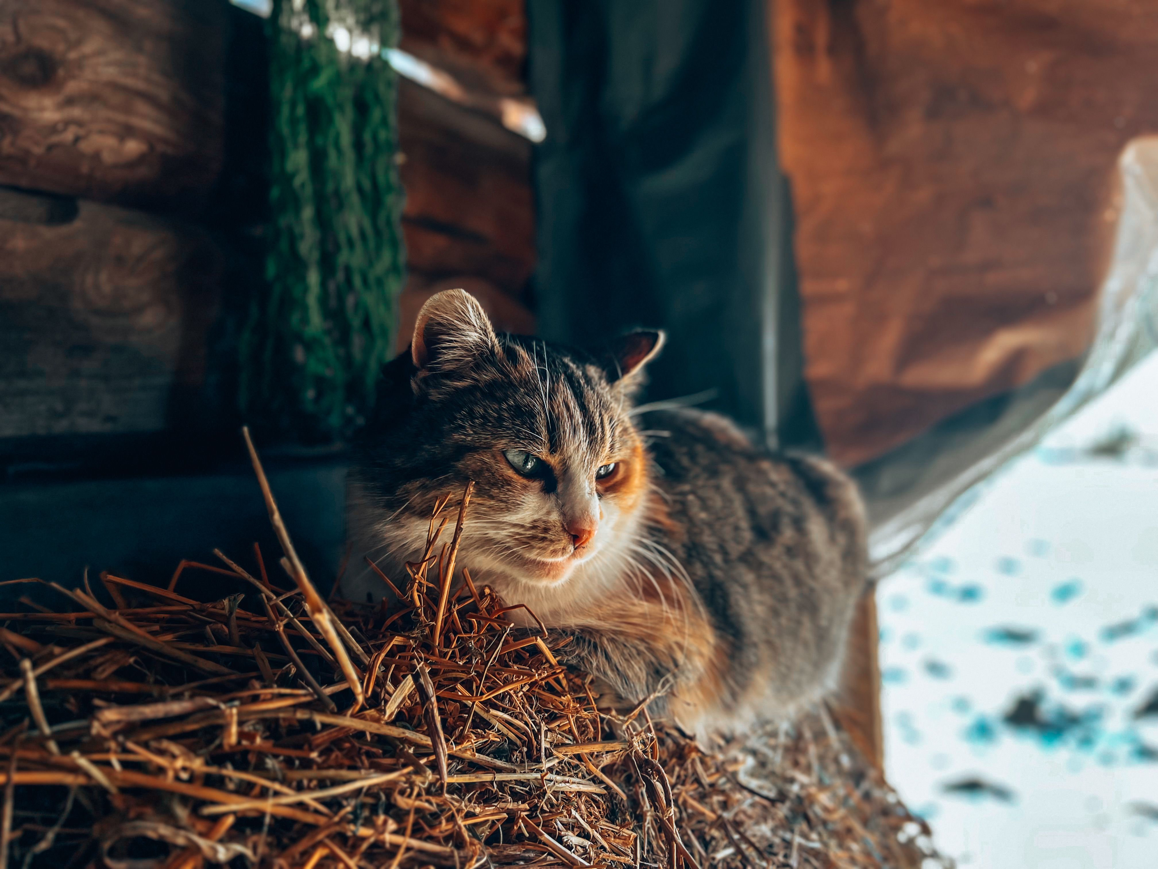 Rustic Cat Relaxing on Straw Bale in Wooden Shed · Free Stock Photo