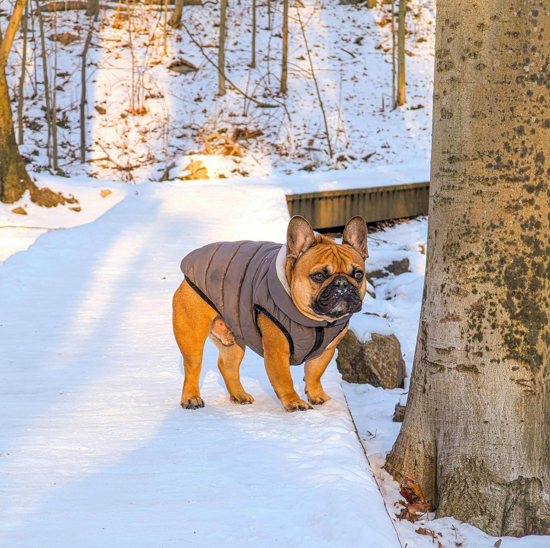 Free stock photo of darien, french bulldog, frenchie