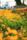 flowers field