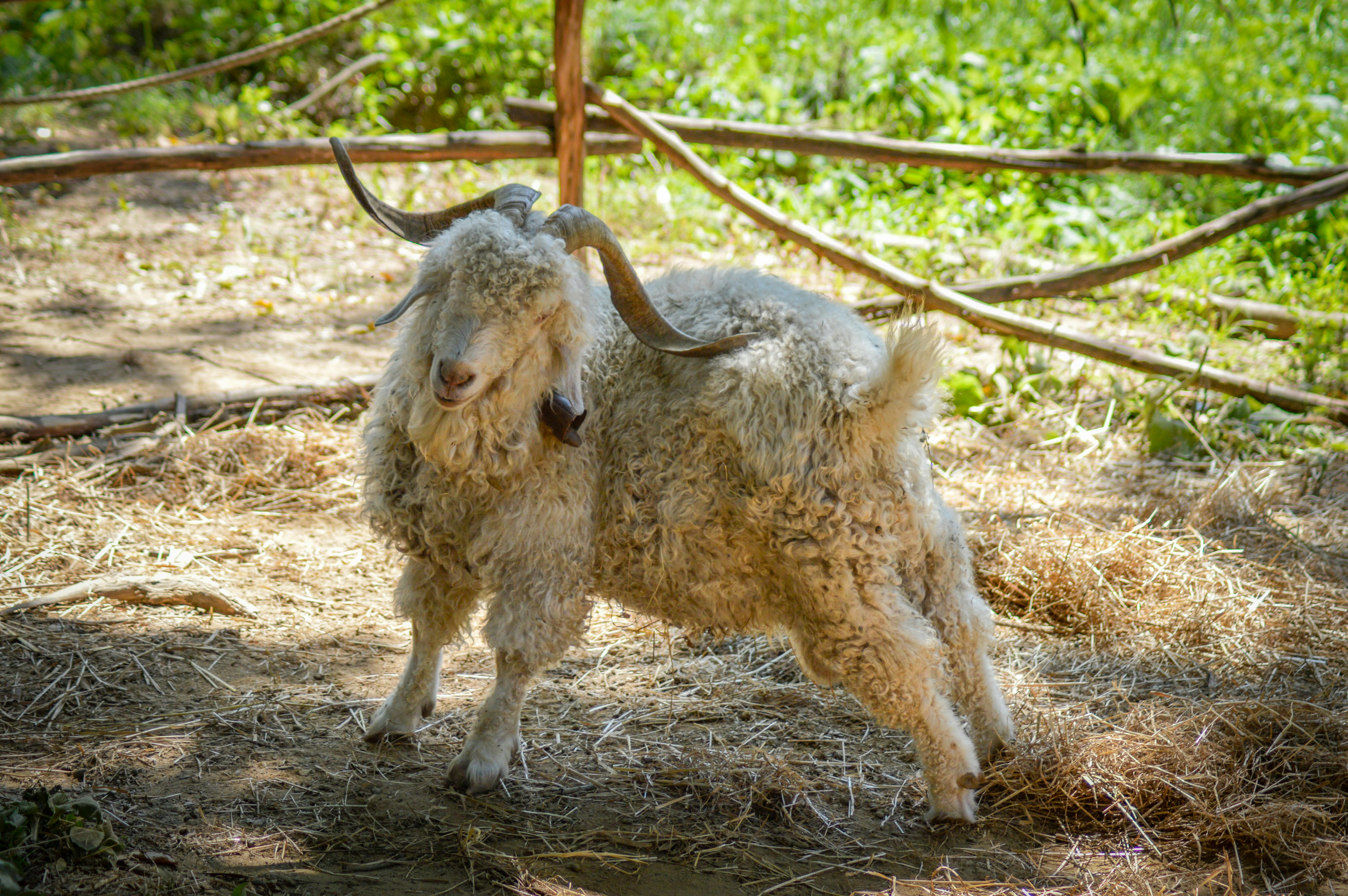 Gratuit Une chèvre angora debout dans un enclos extérieur ensoleillé, mettant en valeur sa fourrure bouclée et ses cornes impressionnantes. Photos