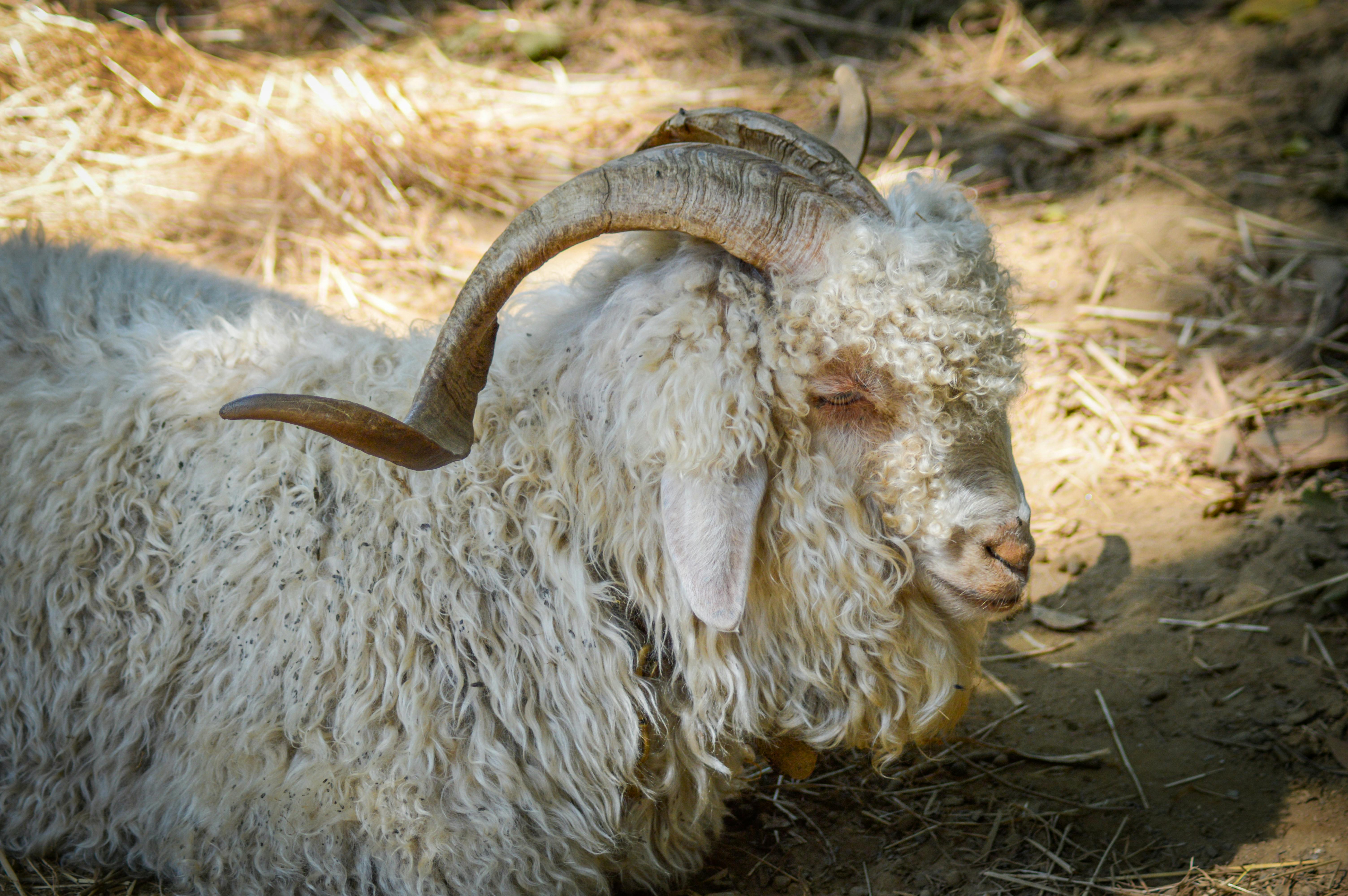 Gratuit Une chèvre angora sereine avec une fourrure bouclée et des cornes se relaxant dans un cadre extérieur ensoleillé. Photos