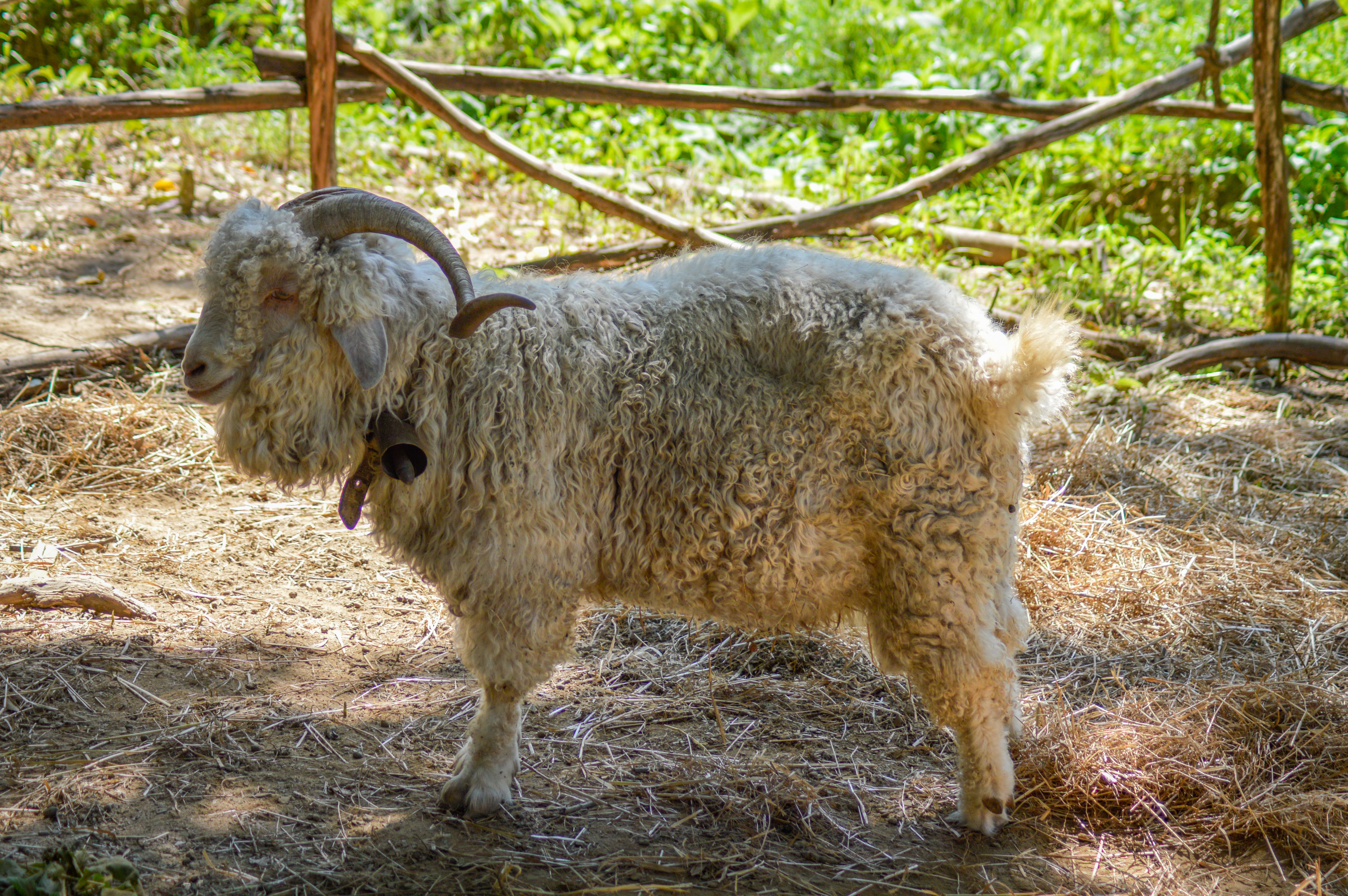 Close-up of an Angora goat in an outdoor pen, showcasing its curly wool and rustic surroundings.