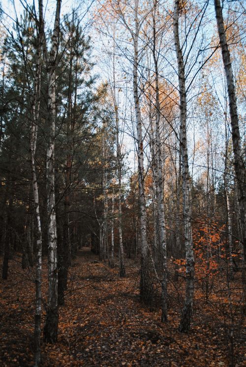 Free Peaceful autumn landscape with birch trees and fallen leaves in a forest. Stock Photo