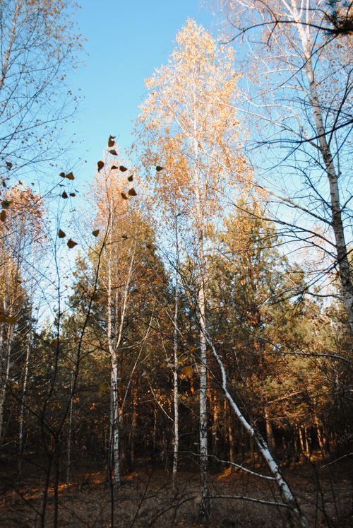 Free Golden autumn leaves on birch trees under clear blue sky in a tranquil forest. Stock Photo