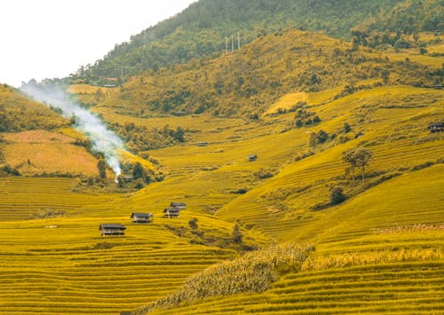 Free Scenic view of golden rice terraces in Yên Bái, Vietnam during harvest season. Stock Photo