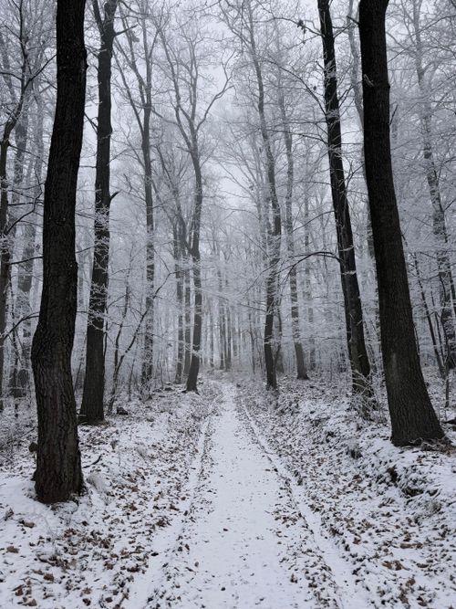 Free A tranquil snowy path winds through a quiet winter forest, untouched by footsteps. Stock Photo