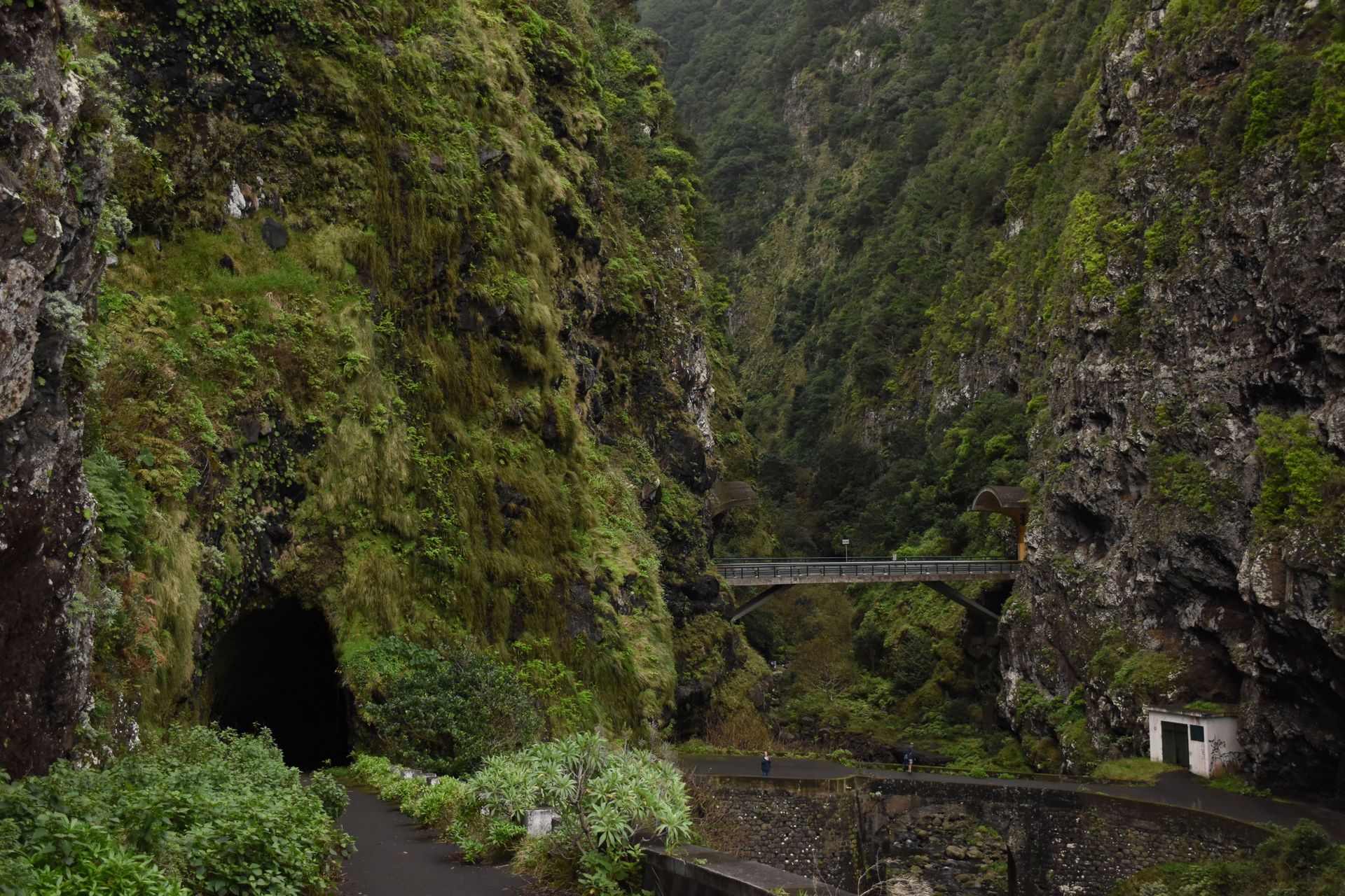 Lush green gorge with pathway and bridge in Madeira, Portugal.