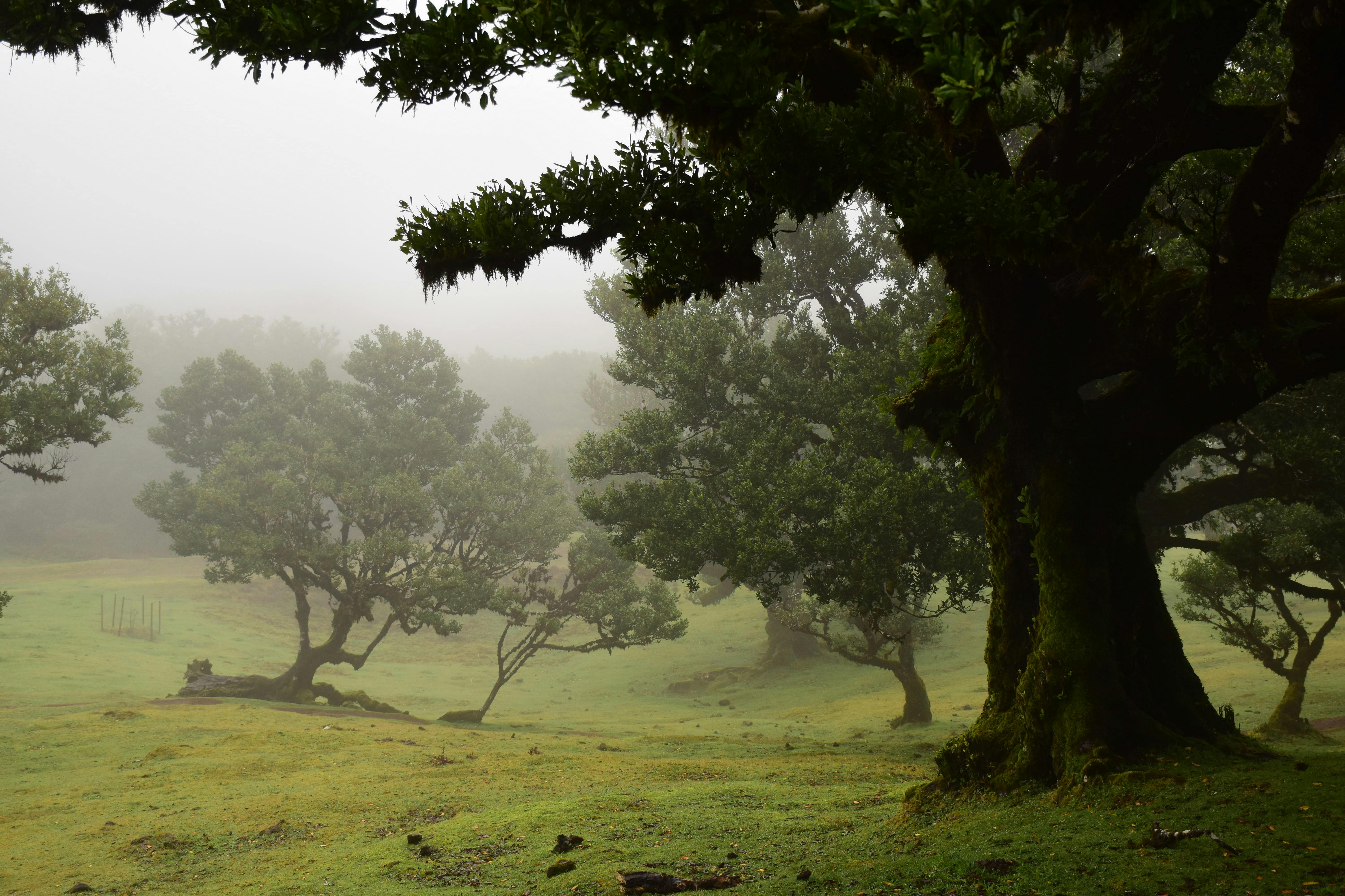 Enchanting view of a mist-covered laurel forest in Madeira, Portugal.